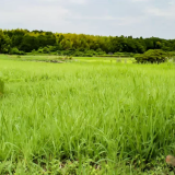 相続した土地を国に引き渡せる「相続土地国庫帰属法」とは