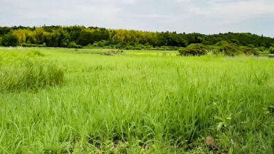 相続した土地を国に引き渡せる「相続土地国庫帰属法」とは