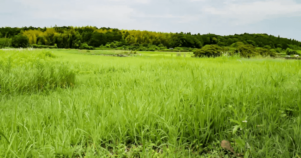 相続した土地を国に引き渡せる「相続土地国庫帰属法」とは