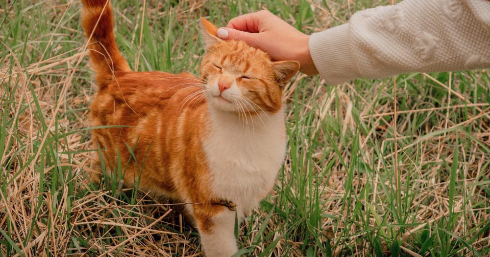 道で出会った猫を撫でる、という幸せ