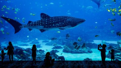 ヨーロッパの水族館、を初めて調べた夜