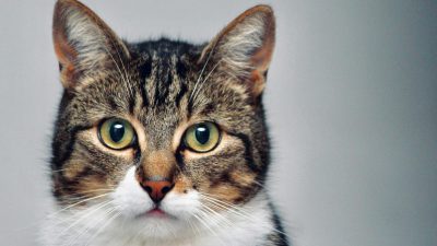 たまに、ベランダに現れる猫