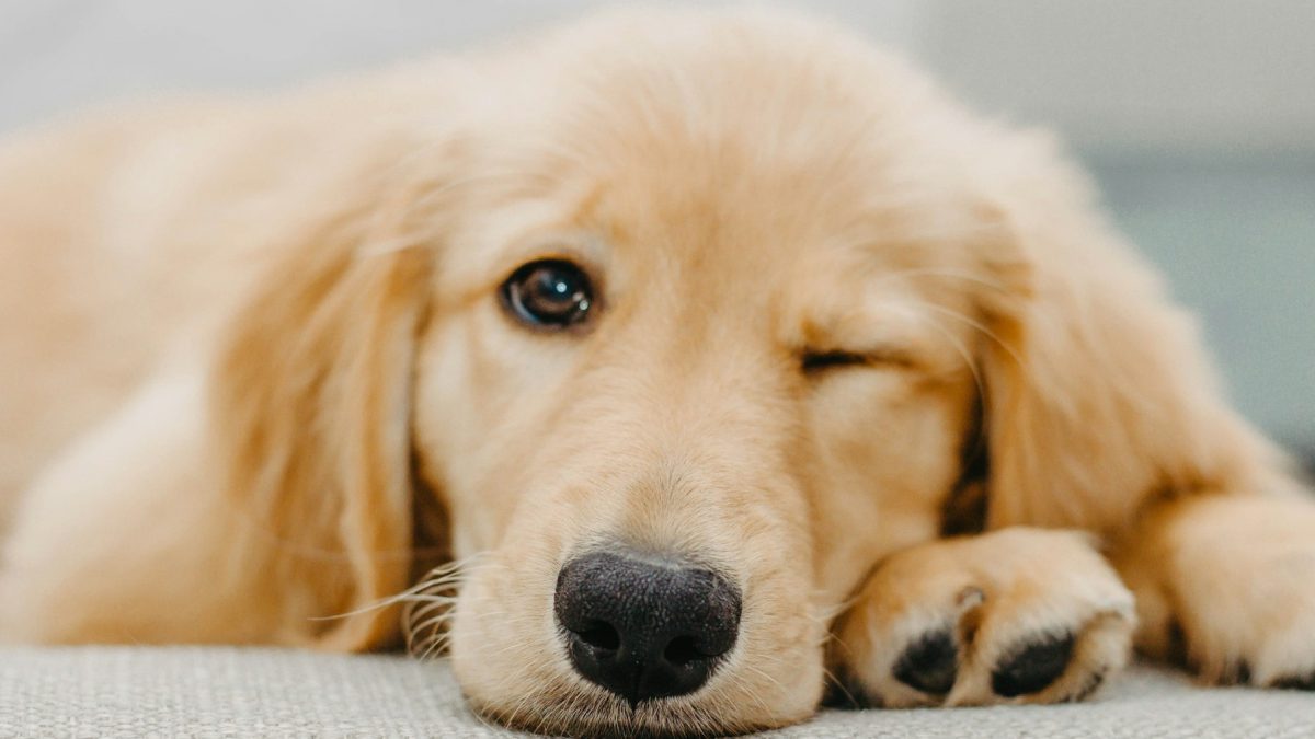 ウチの子が一番カワイイ（※ペットの話です）